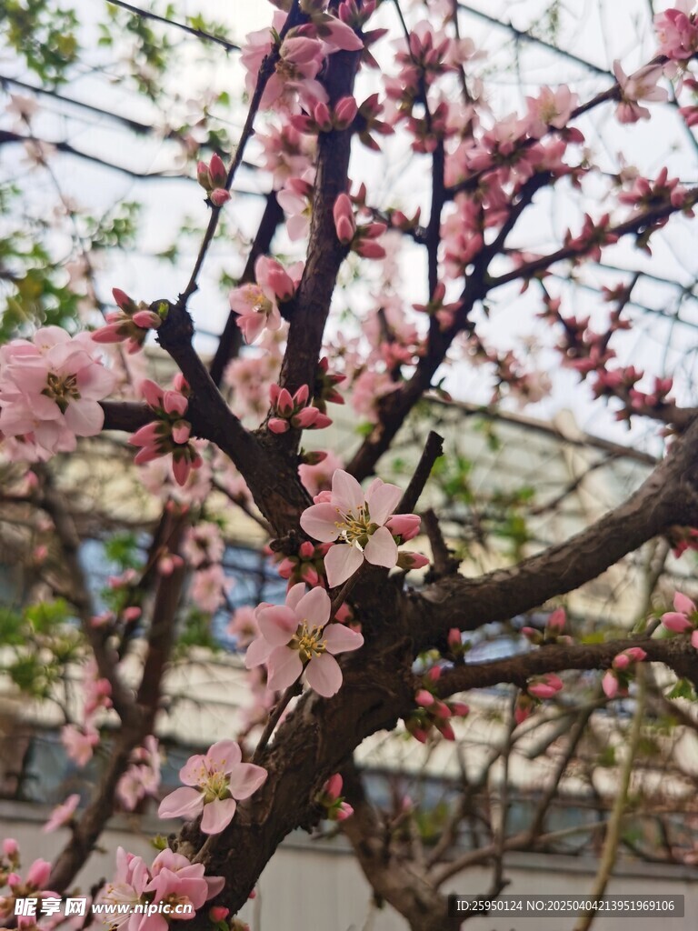 梅花