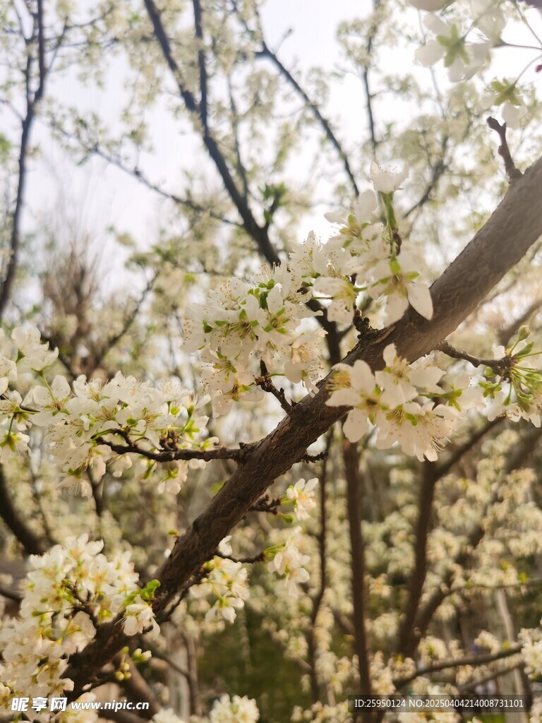 李子花