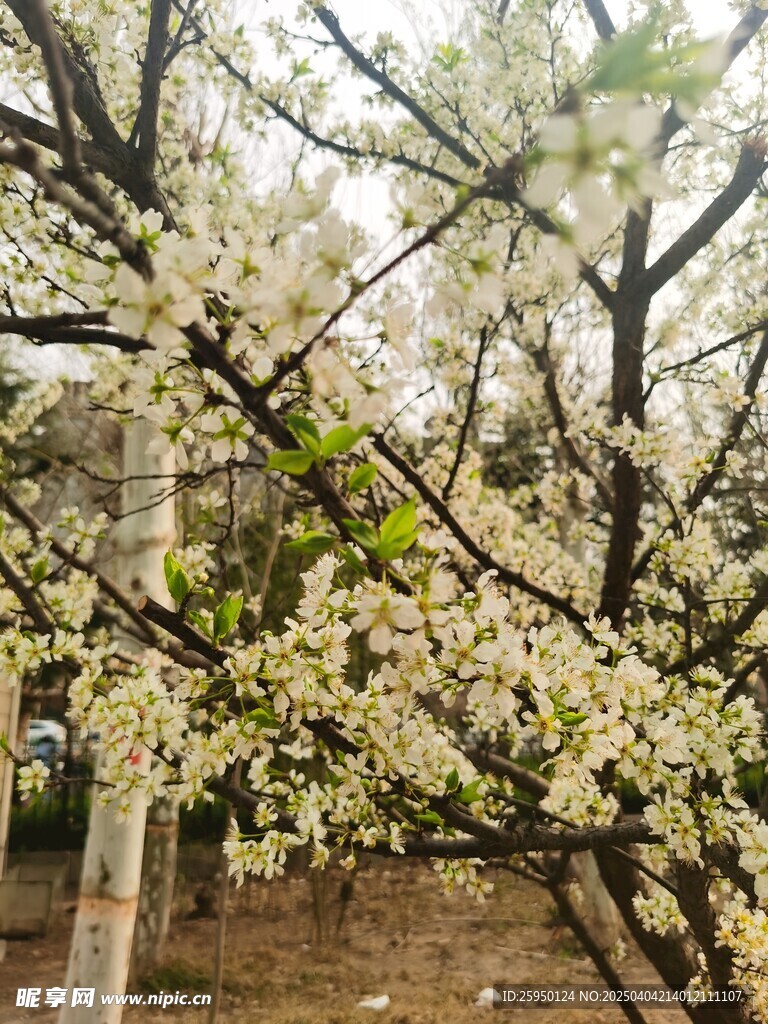 李子花