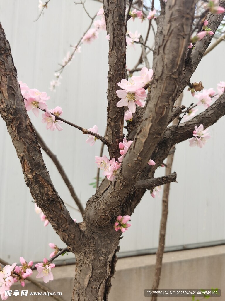 梅花