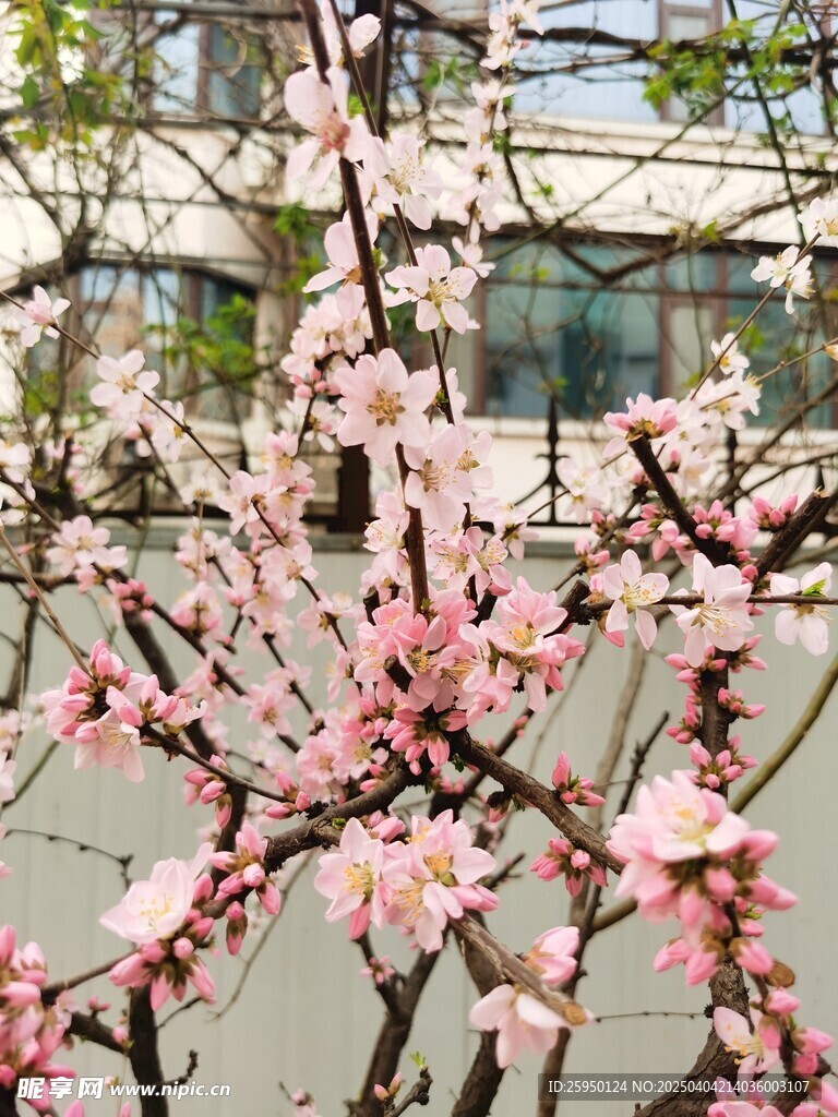 梅花