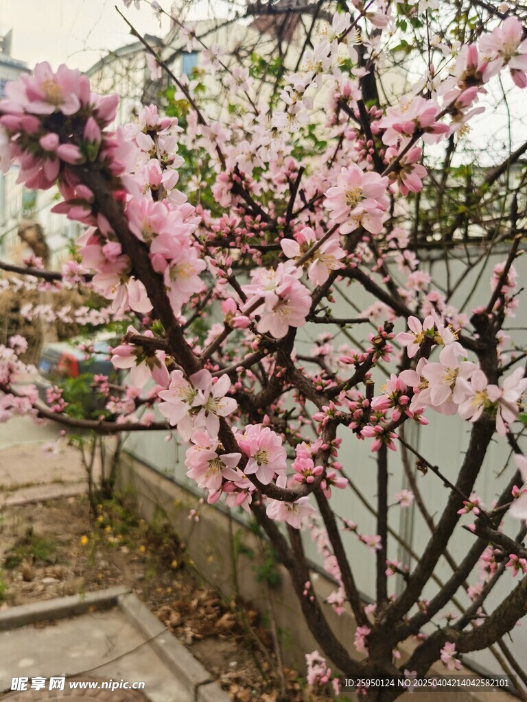梅花