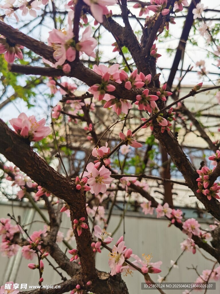 梅花