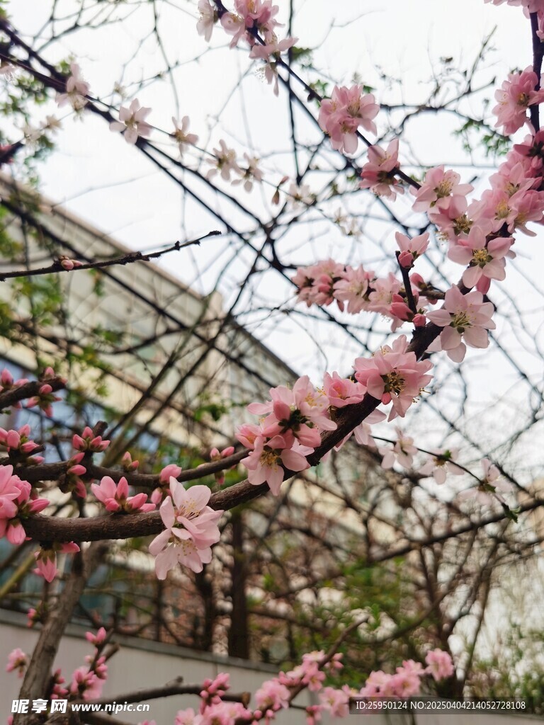 梅花