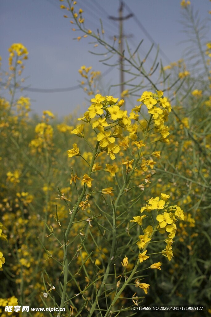 油菜花