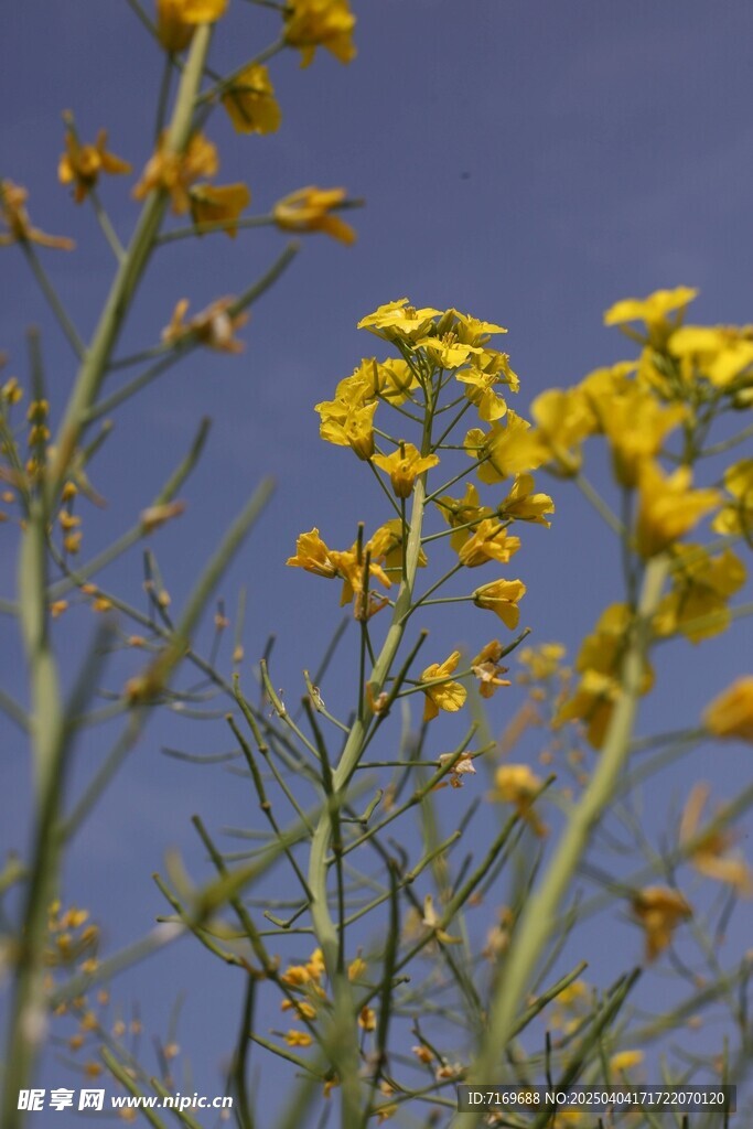 油菜花