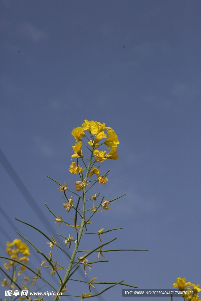 油菜花