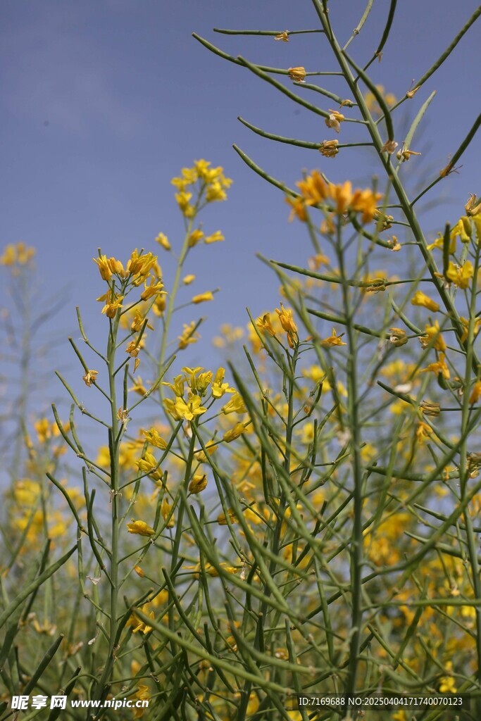 油菜花