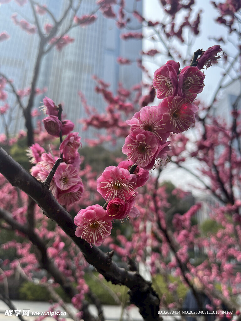 腊梅花