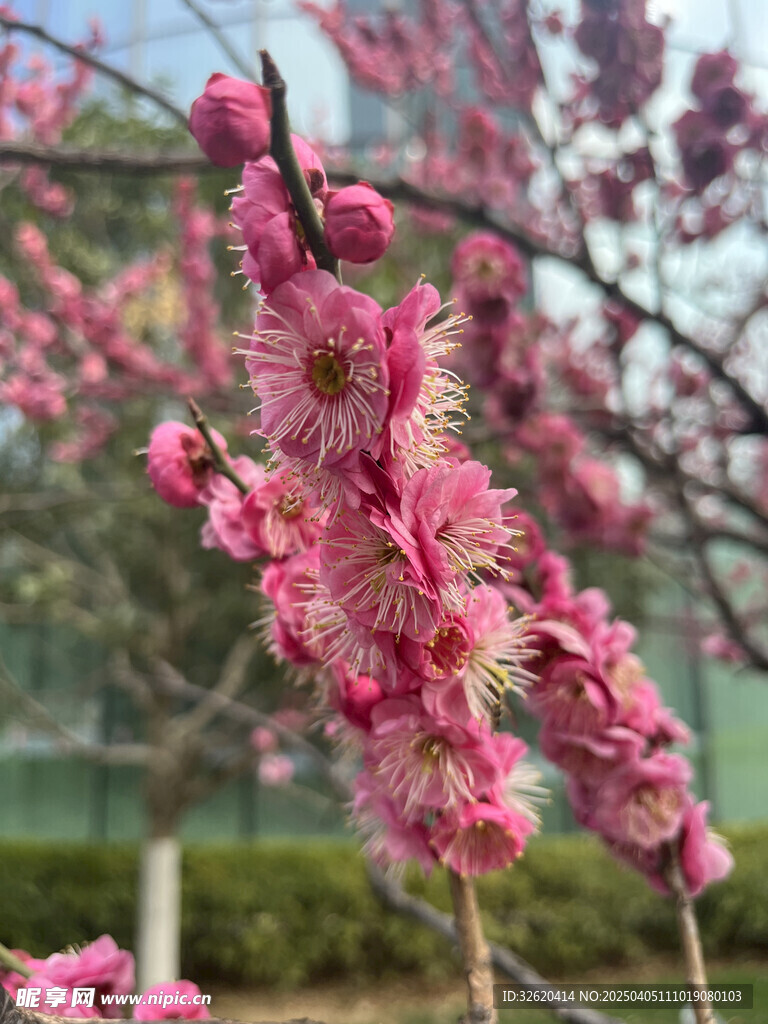 腊梅花