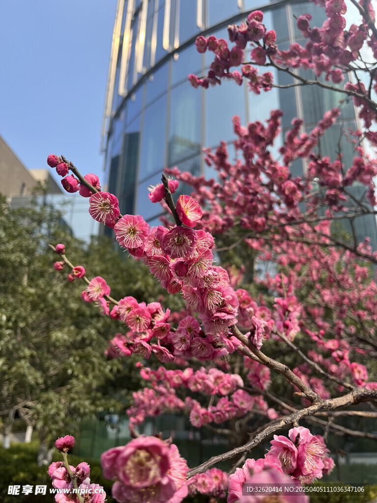 腊梅花