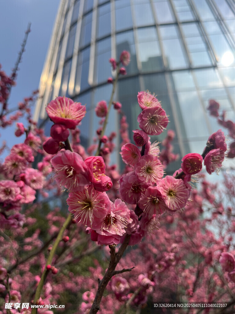 腊梅花