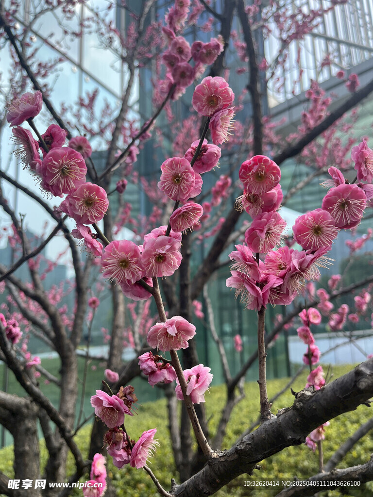 腊梅花