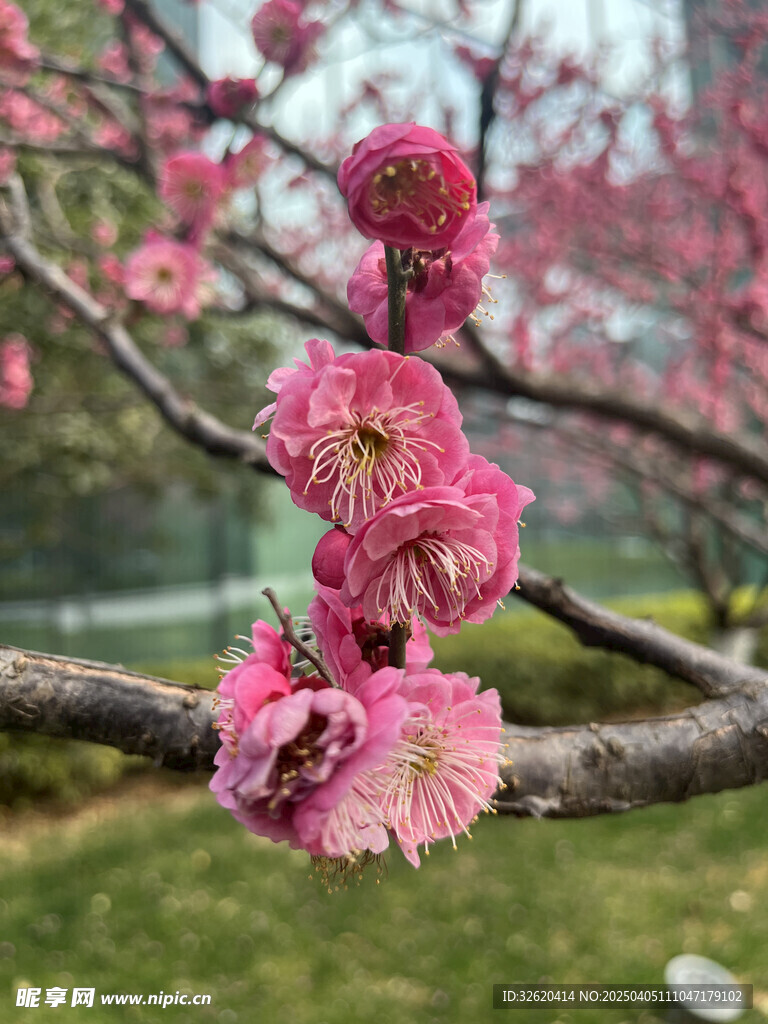 腊梅花