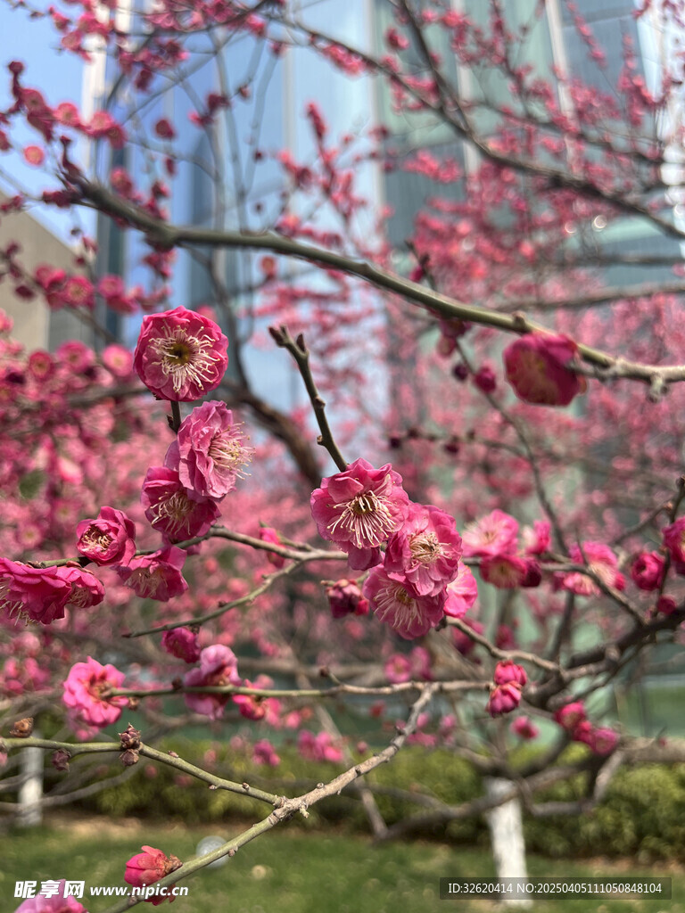 腊梅花
