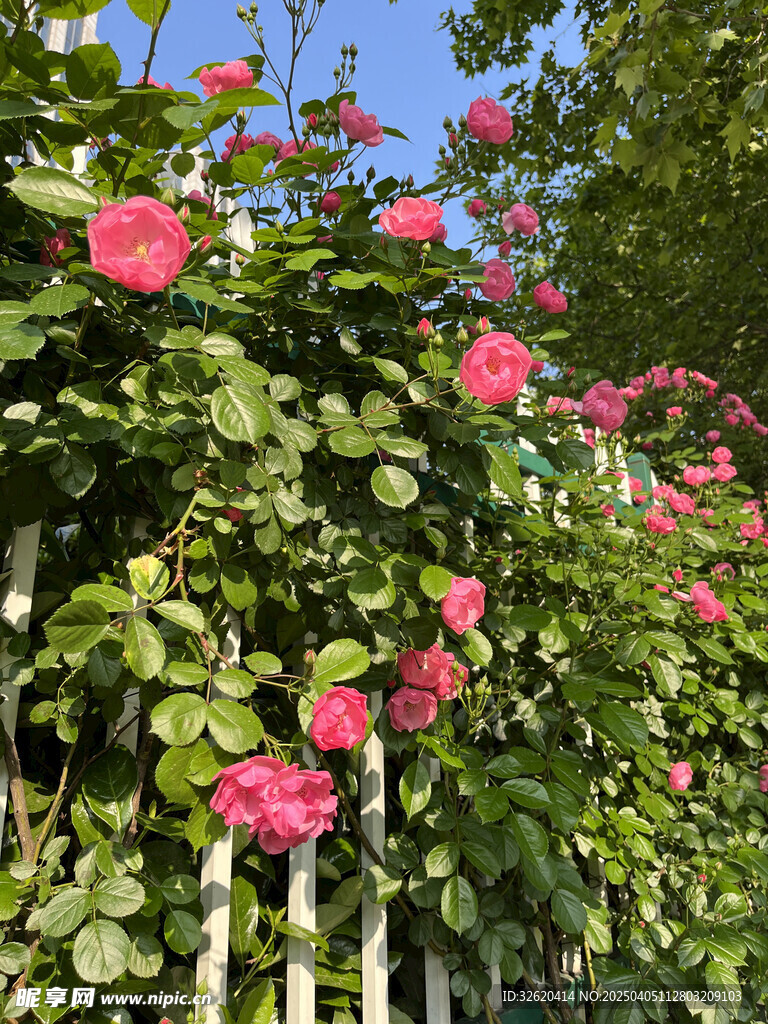 月季花