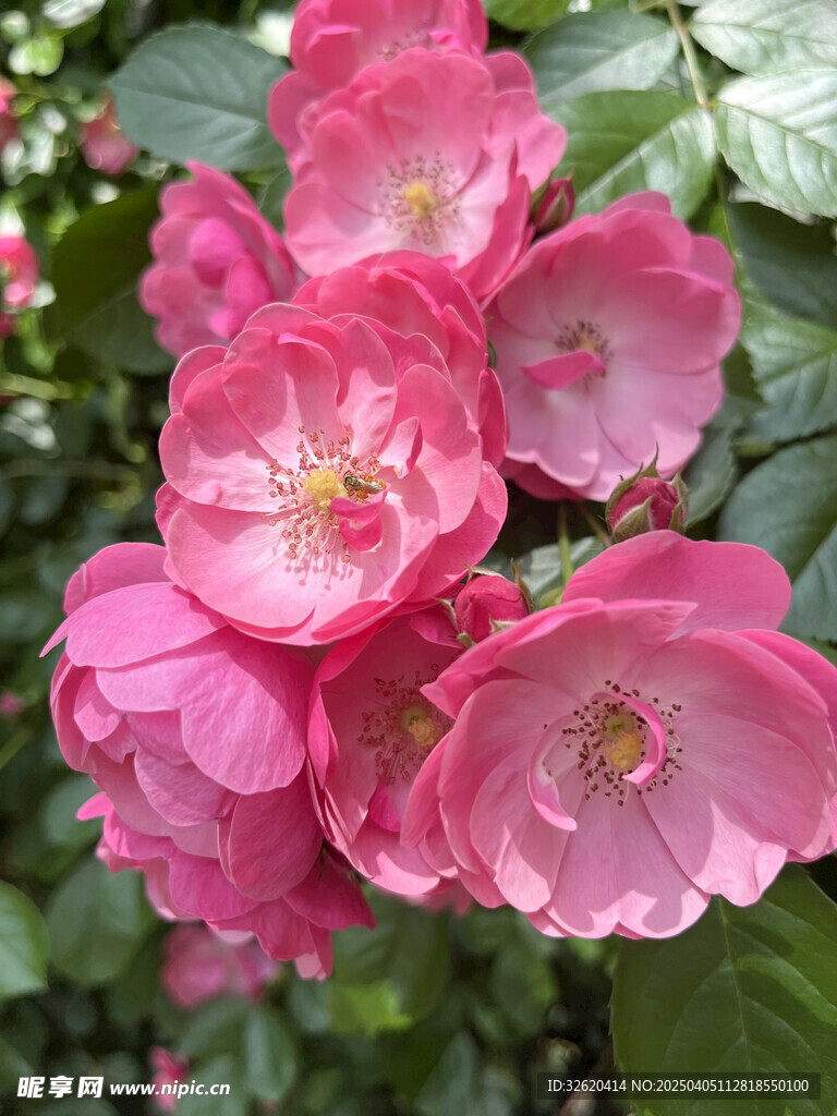 月季花