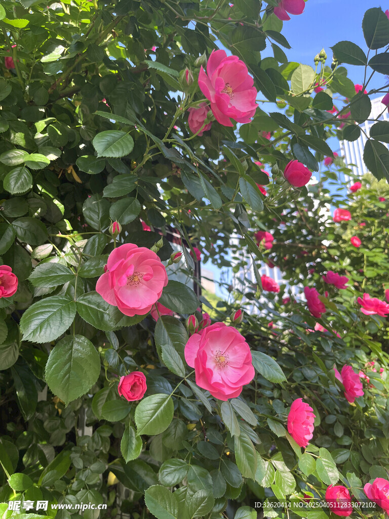 月季花