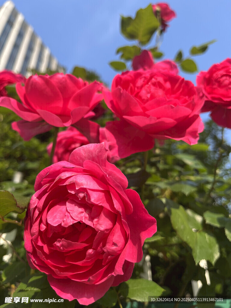 月季花