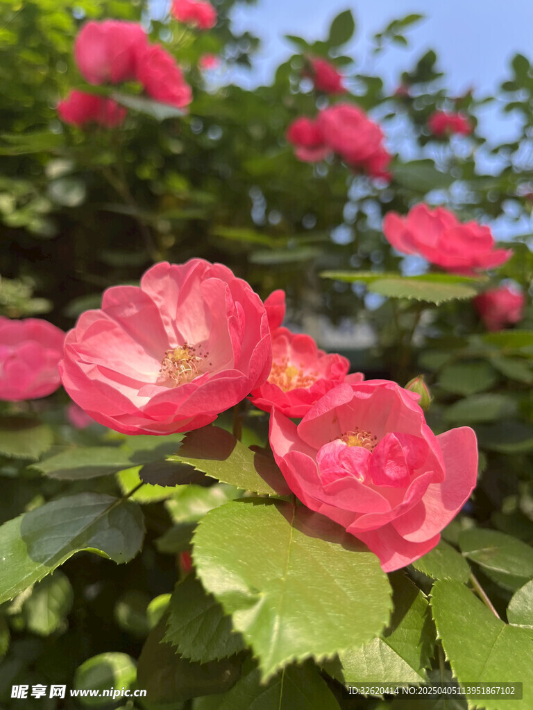 月季花