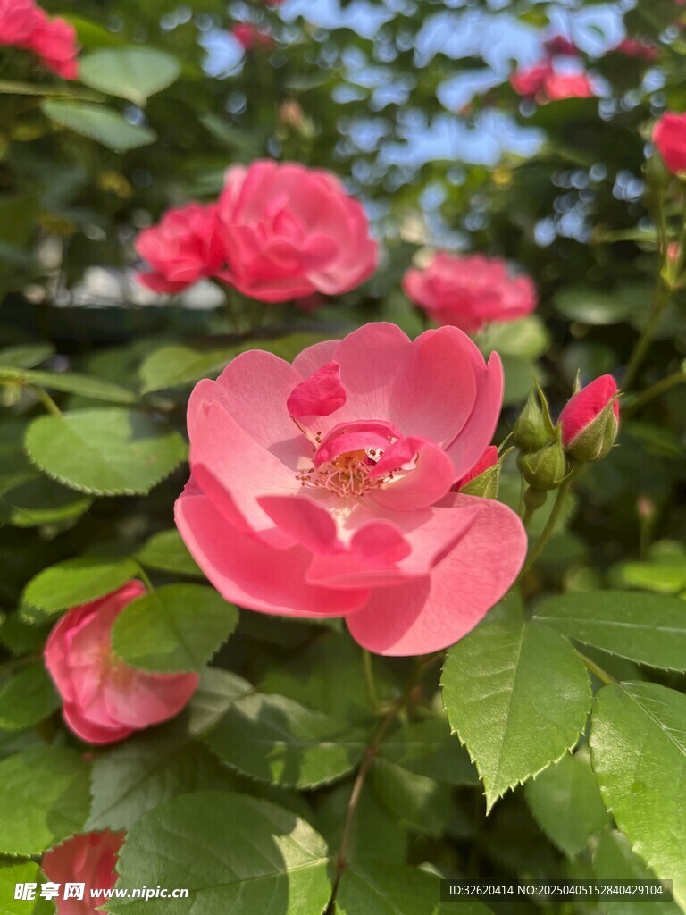 月季花
