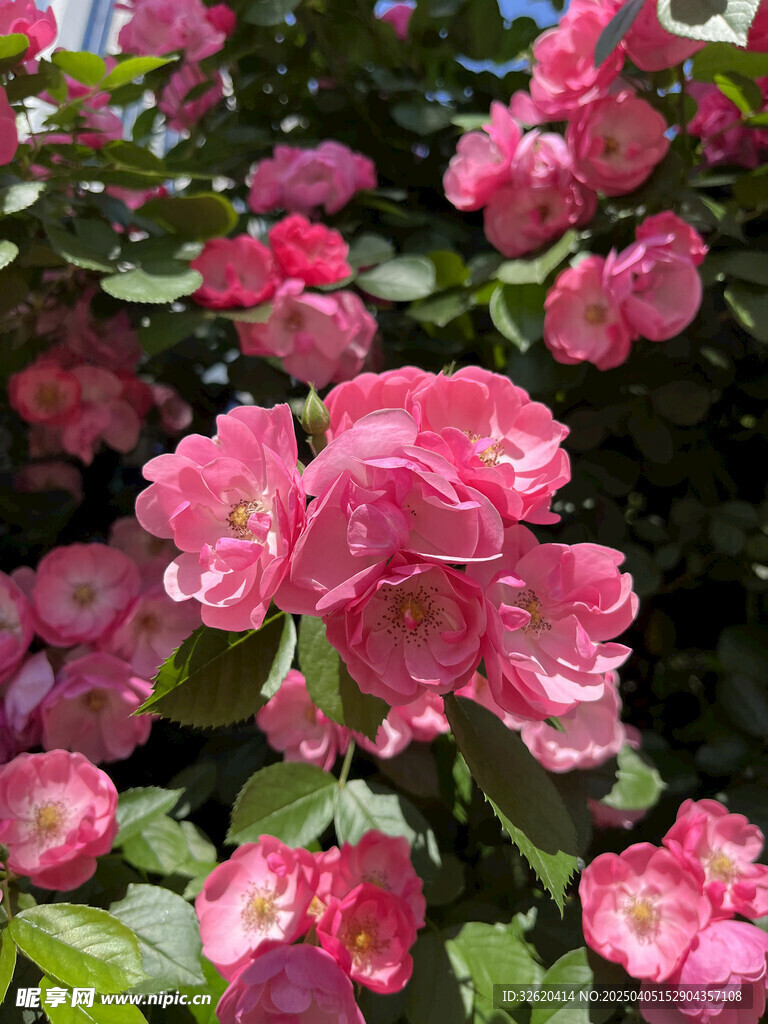 月季花