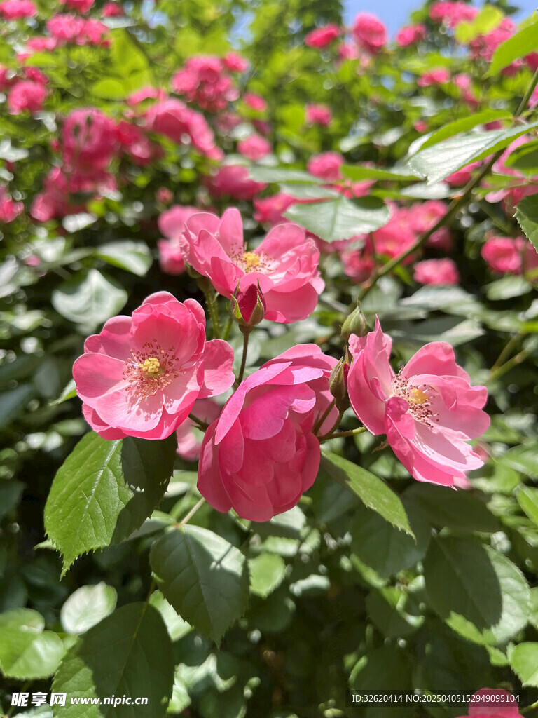 月季花