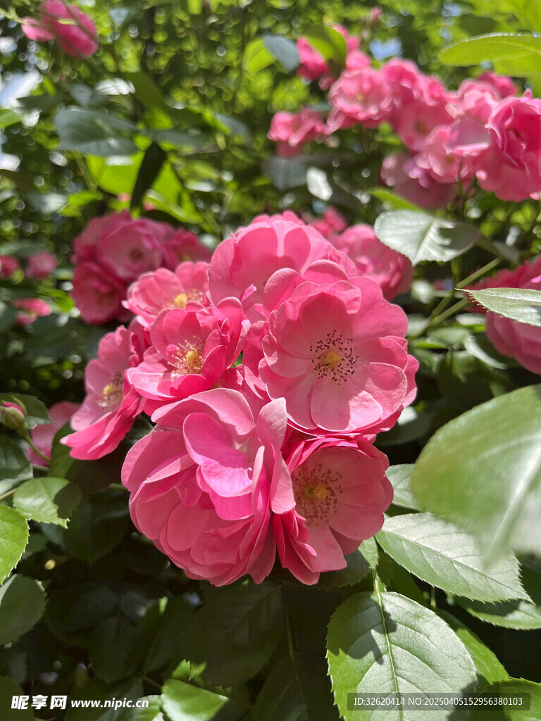 月季花