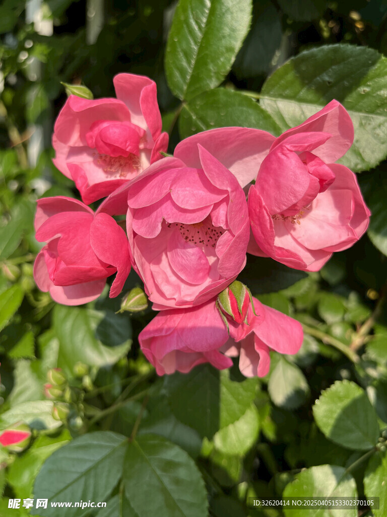 月季花