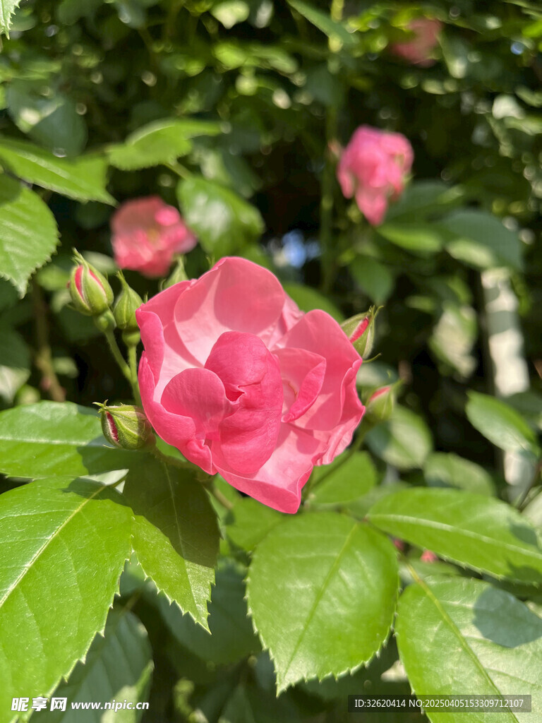 月季花