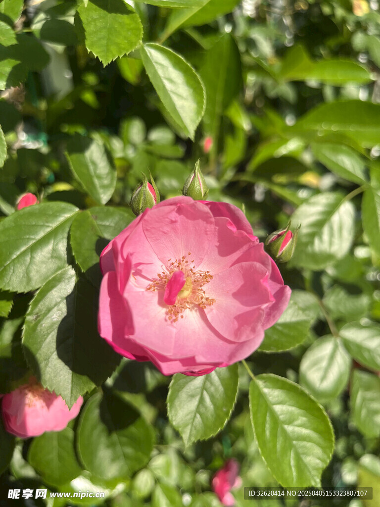 月季花