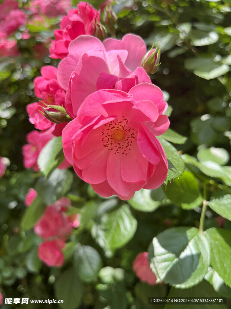 月季花