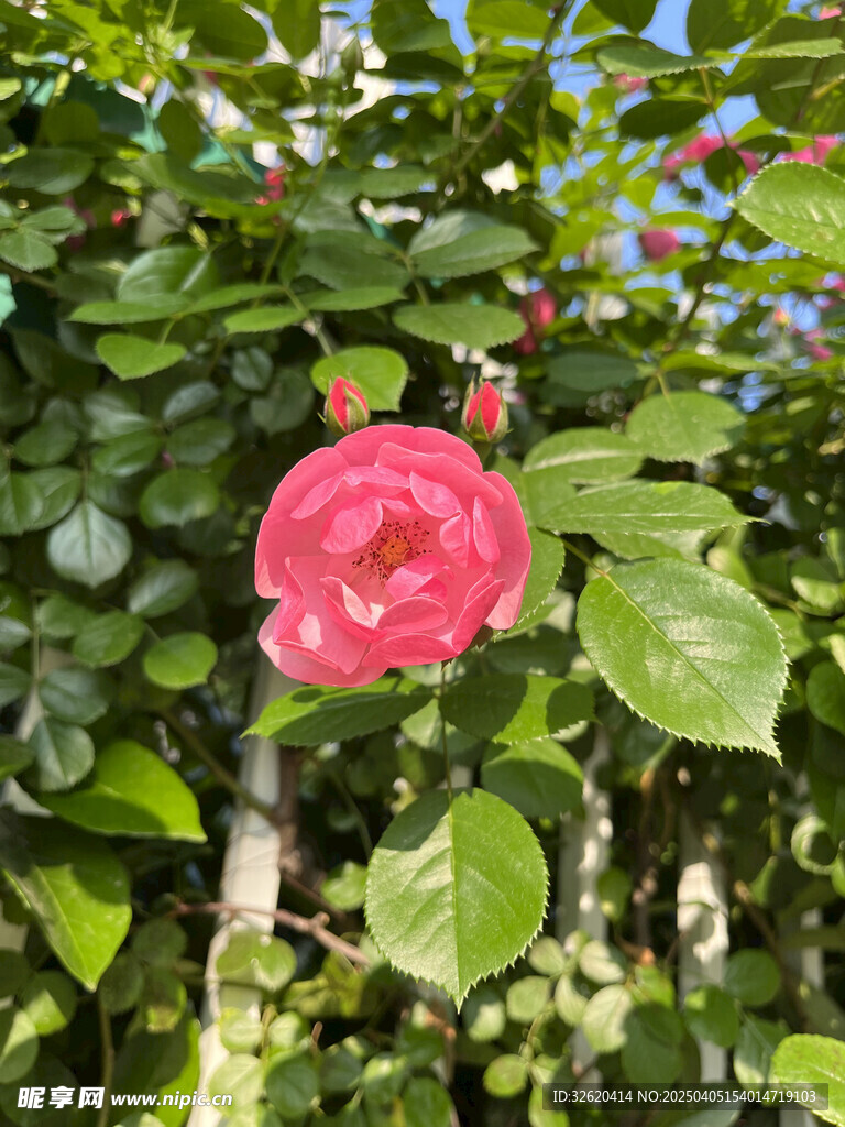 月季花