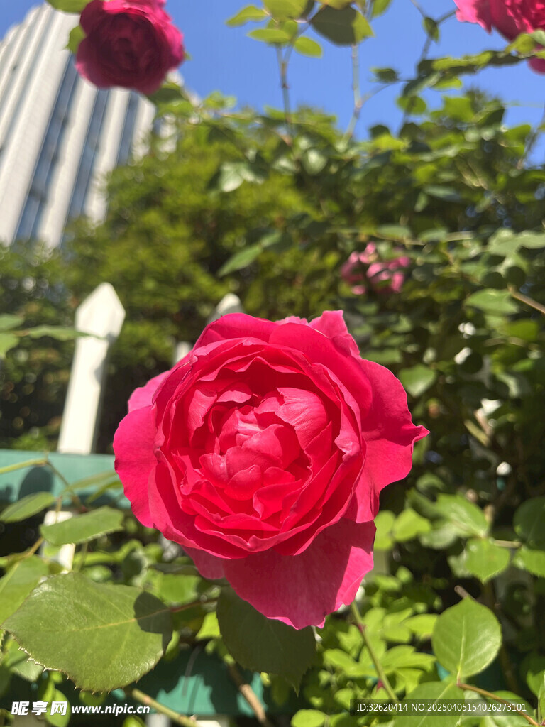 月季花