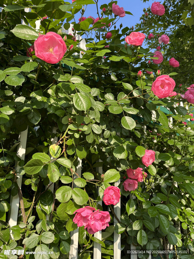 月季花