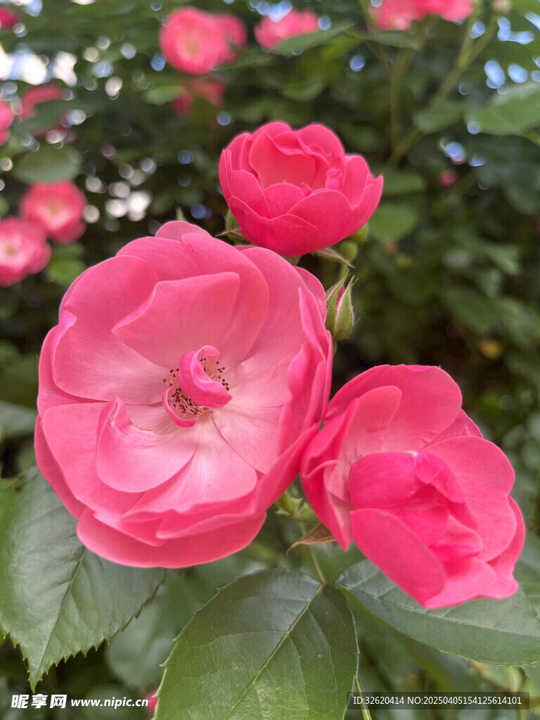 月季花