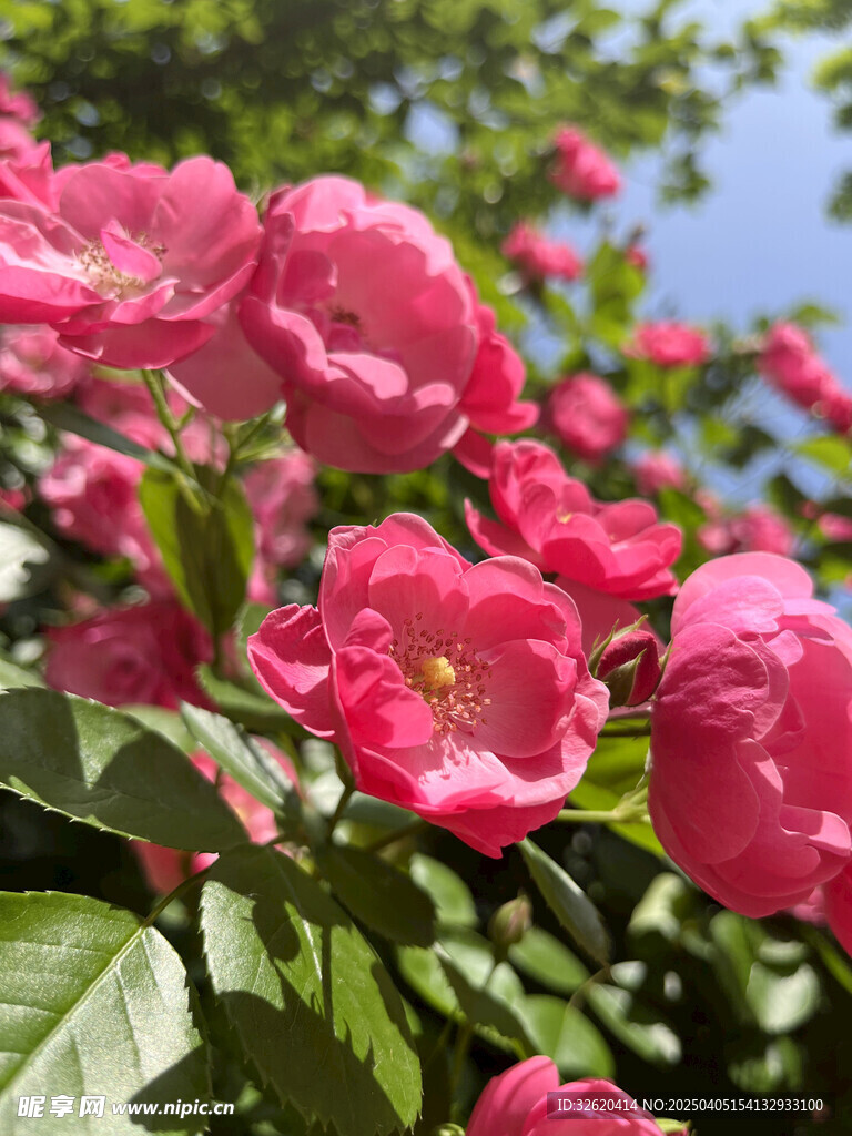 月季花