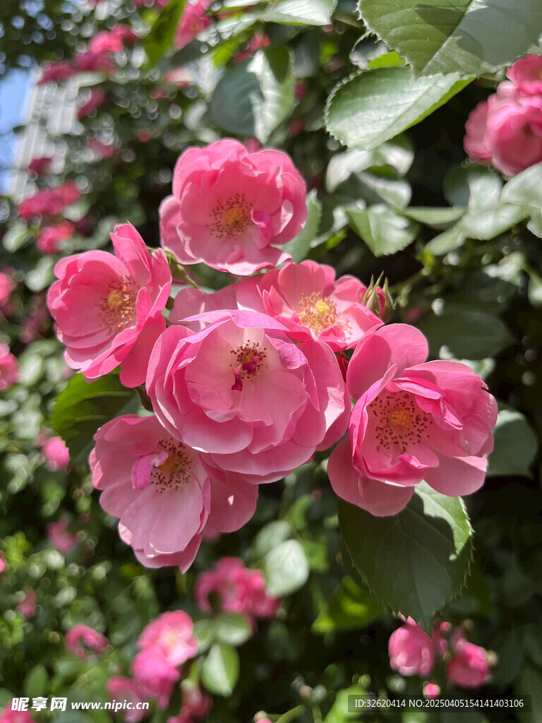 月季花