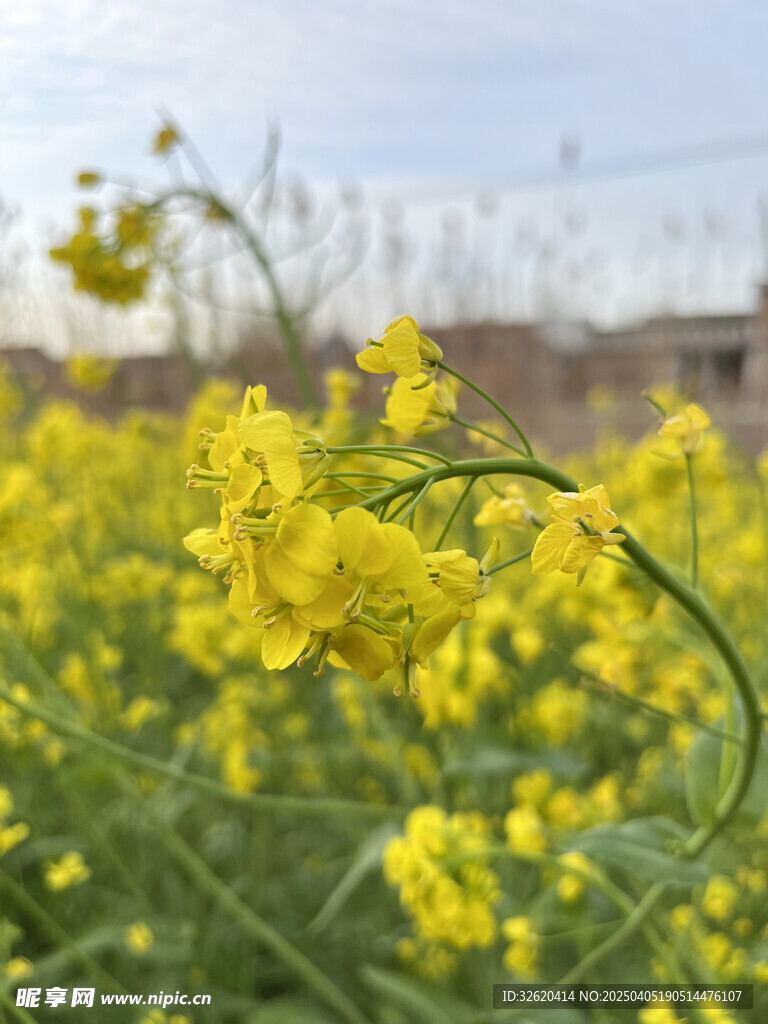 油菜花