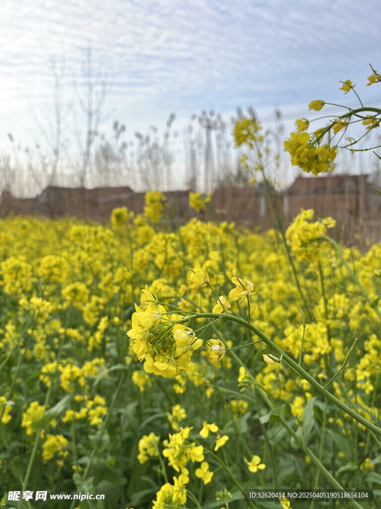 油菜花