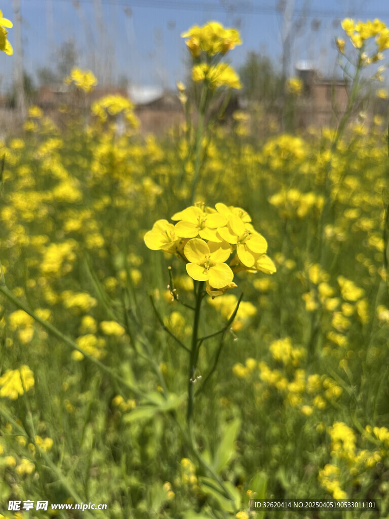 油菜花