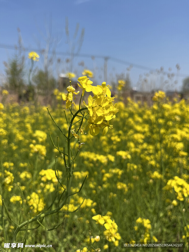 油菜花