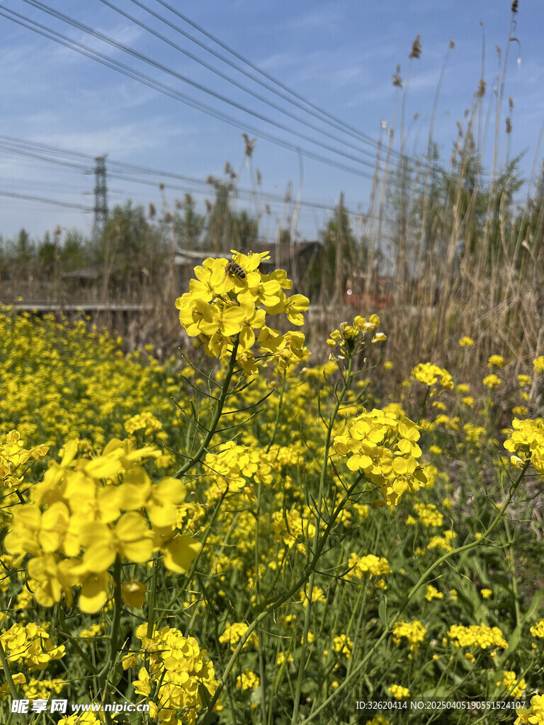 油菜花