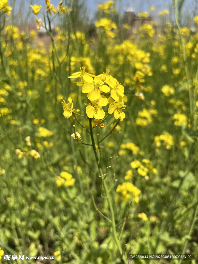 油菜花