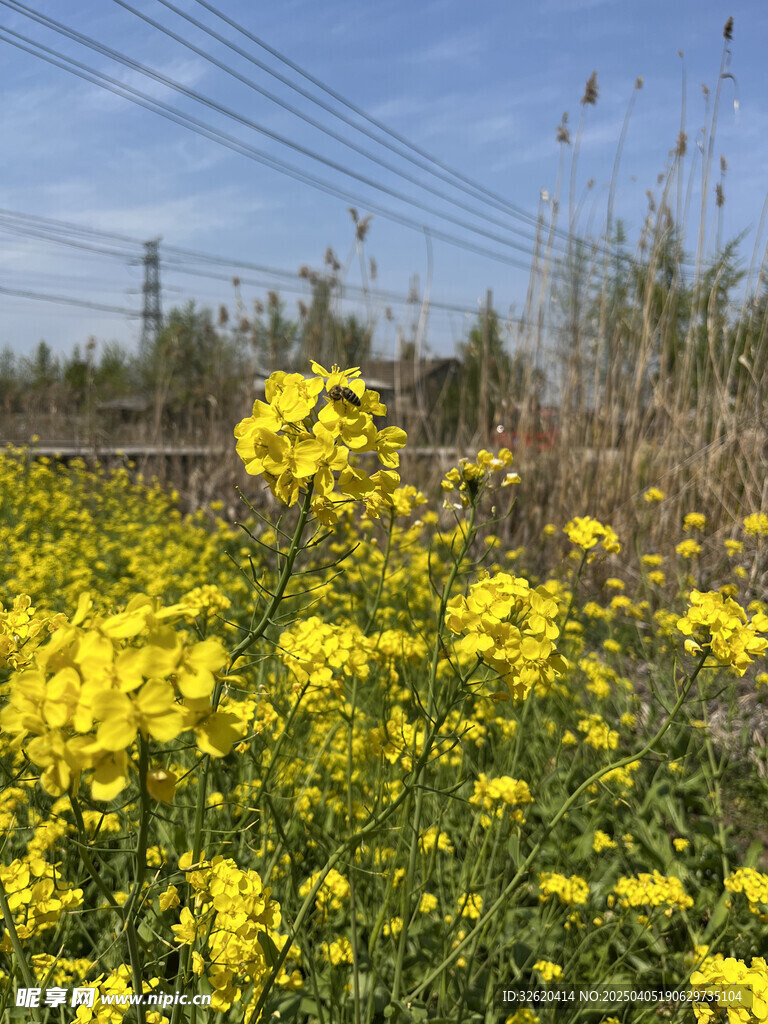 油菜花