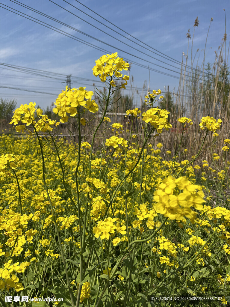 油菜花