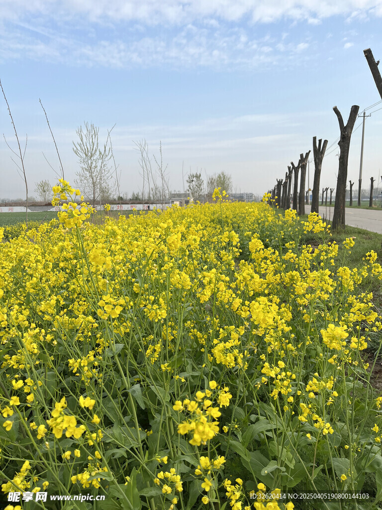 油菜花