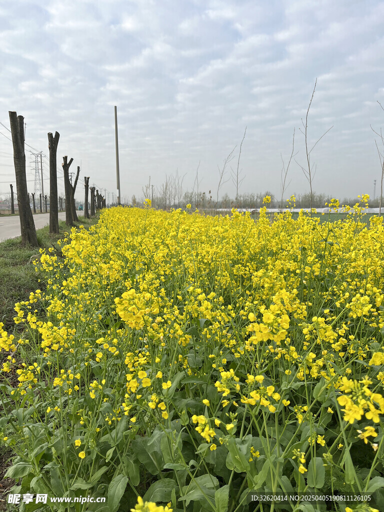 油菜花