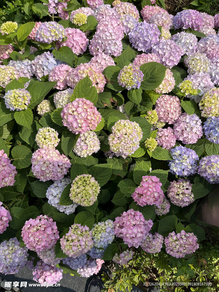 绣球花 
