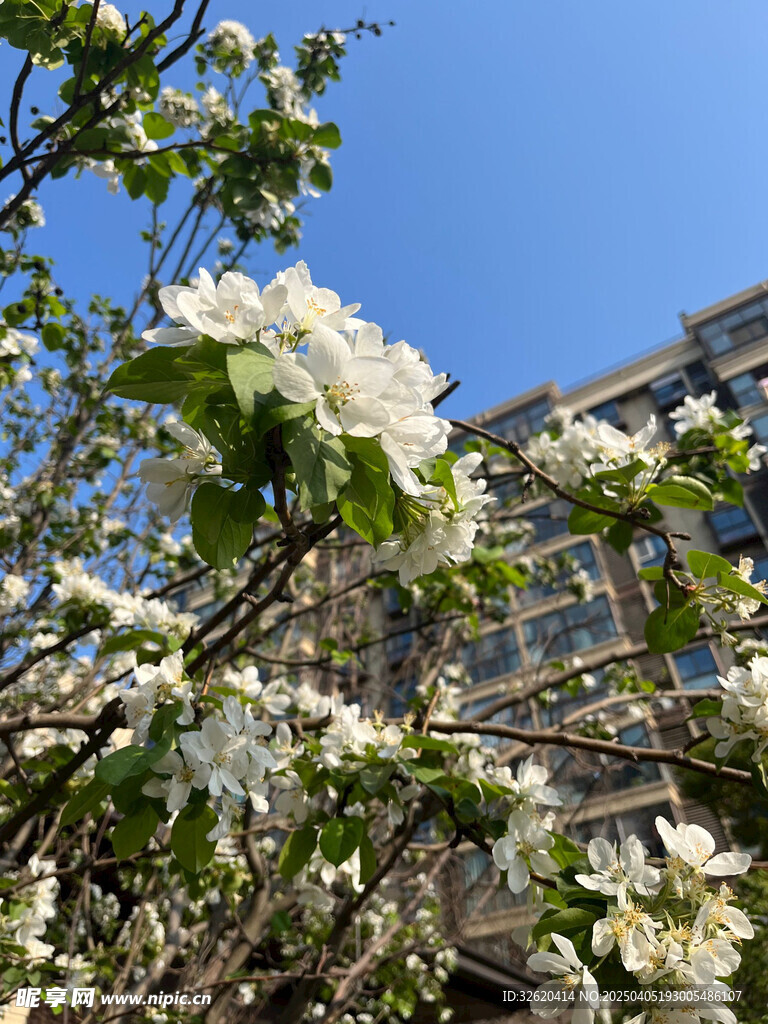 海棠花